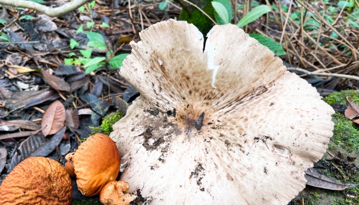 蘑菇釋放孢子后會(huì)死嗎,蘑菇釋放孢子后的生命狀態(tài)及實(shí)地分析數(shù)據(jù)應(yīng)用,實(shí)地計(jì)劃驗(yàn)證數(shù)據(jù)_版謁91.54.92