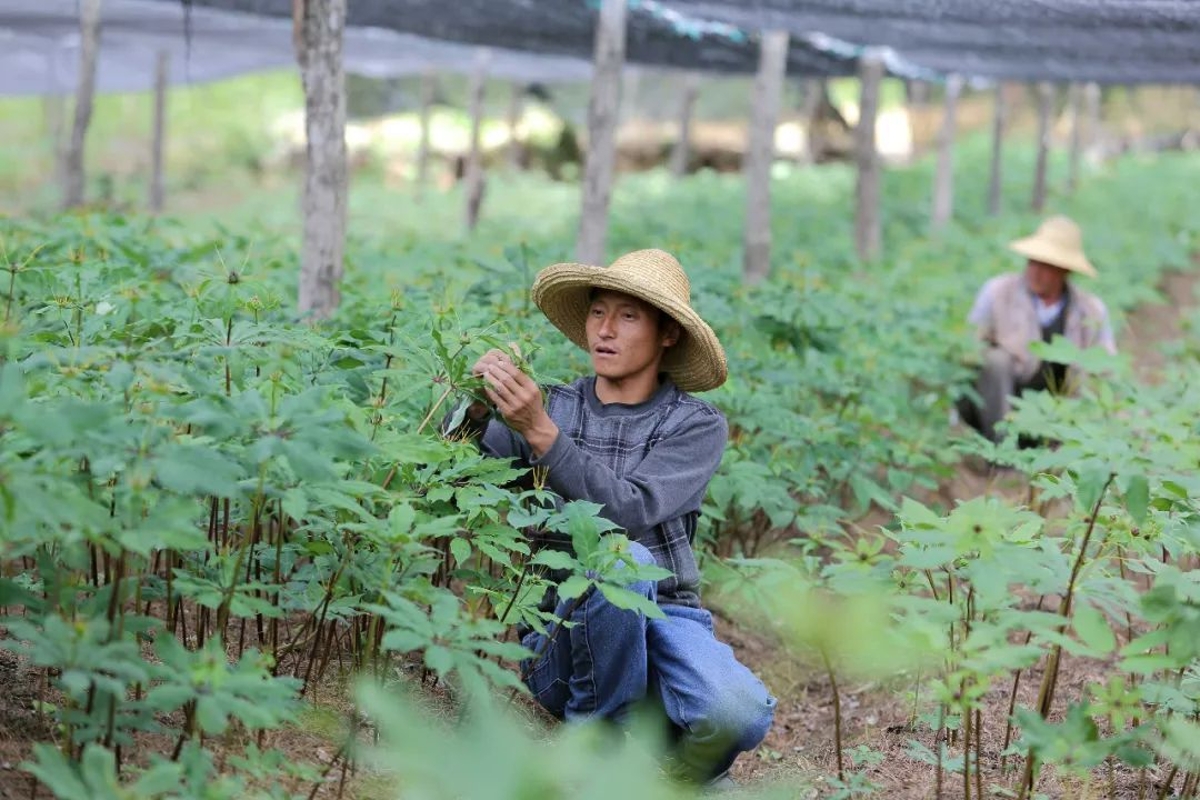 中藥材種植基地,中藥材種植基地的創(chuàng)新策略解析與玉版十三行的獨(dú)特視角,數(shù)據(jù)說明解析_GM版61.95.40