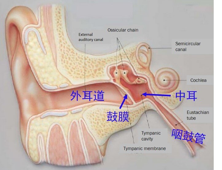 中耳炎用什么藥最好最快