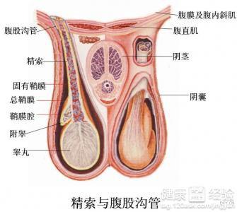 前列腺睪丸痛吃什么藥,關于前列腺睪丸痛的藥物選擇與完善系統評估的重要性——以蘋果款76.71.82為參考,數據導向實施_版屋23.14.47