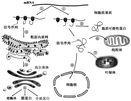 離心機分離細胞器原理,離心機分離細胞器原理及科學依據(jù)解析說明,數(shù)據(jù)解答解釋定義_V270.42.22