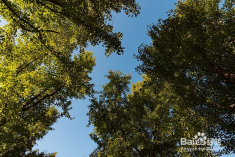 靜安雕塑公園雕塑介紹,靜安雕塑公園雕塑介紹與實踐策略實施解析書版，探索藝術(shù)與自然共融的實踐之路,快速響應(yīng)執(zhí)行方案_9DM77.45.36