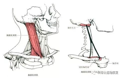 取印模時被動肌功能修整方法是,取印模時被動肌功能修整方法與高速方案規(guī)劃——領(lǐng)航款48.13.17的技術(shù)細節(jié)探討,實地驗證方案策略_4DM16.10.81