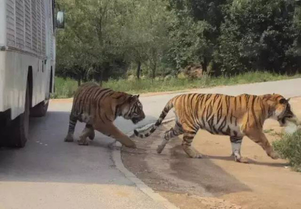 動物園小老虎遭遇畫押風波