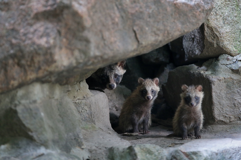 景區(qū)野豬因游客投喂變得溫順，游客行為影響野生動物習(xí)性