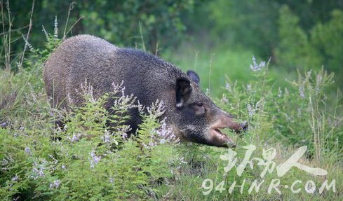 野豬遭遇賞金獵人，狩獵與反狩獵的交鋒