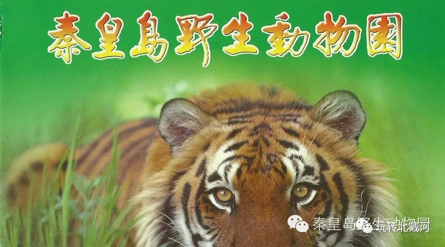 動物園小老虎被迫營業(yè)，爪印掛歷背后的故事