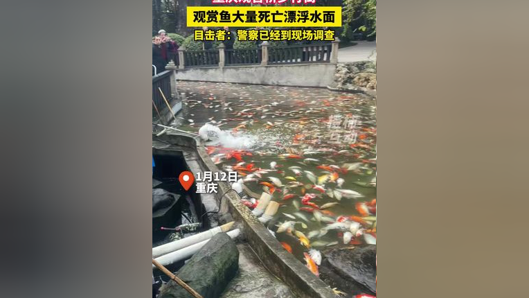 步行街觀賞魚離奇大量死亡事件