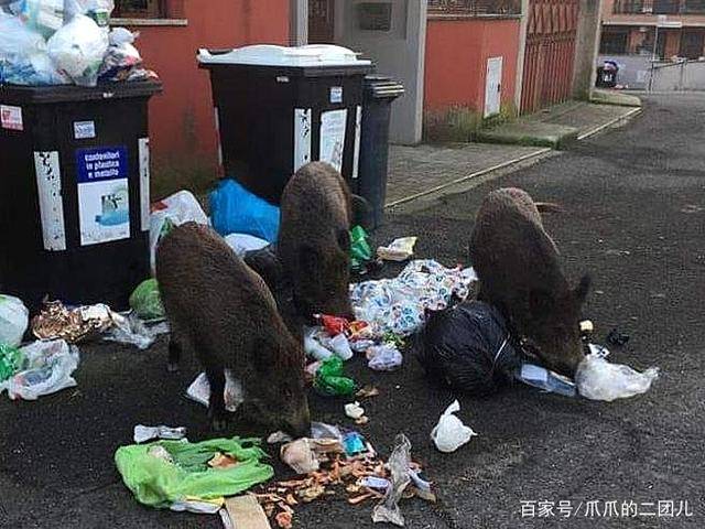 印度野豬超市瘋狂鬧事