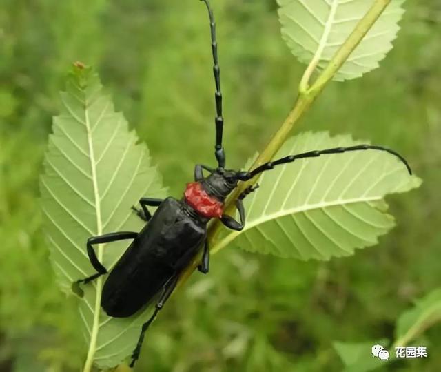 天牛紅五圖庫(kù)大全，全面解析與欣賞