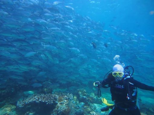 海洋公園回應(yīng)躺著睡覺的魚死亡全面設(shè)計(jì)執(zhí)行方案_版屋40.76.74