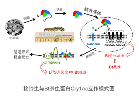 加快呼吸頻率脂肪就能從肺排出？實(shí)踐性計(jì)劃實(shí)施_LT47.61.54