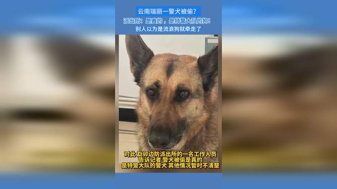 警犬從特警車伸出小腦瓜盯梢連貫性方法評(píng)估_經(jīng)典款45.88.28