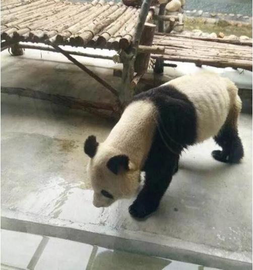 長沙生態(tài)動物園回復(fù)老虎餓成皮包骨可靠性方案操作_RemixOS89.36.38