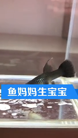 46007小魚兒主頁(yè)魚兒玄機(jī)1